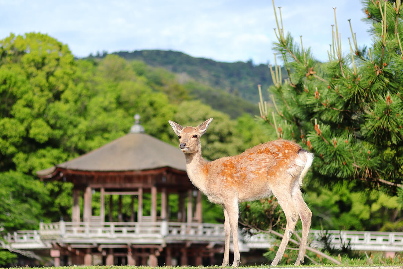 奈良 奈良公園の鹿